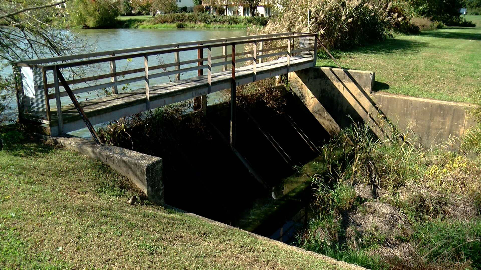 Dam overgrowth